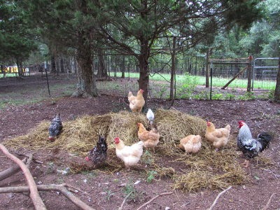 Image result for chicken yard making compost edible acres